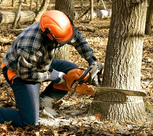 Tree Removal in Kansas, IL